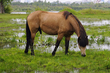 Image showing The bay horse is grazed on a meadow.