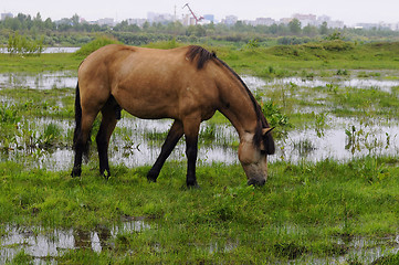 Image showing The bay horse is grazed on a meadow.