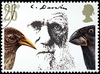 Image showing Darwin Stamp