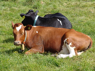 Image showing Two Cows