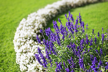 Image showing flower garden background