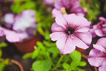 Image showing Beautiful petunia flowers in the garden