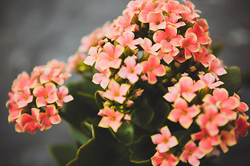 Image showing Kalanchoe flowers