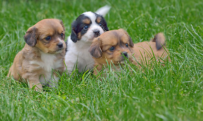 Image showing pekingese puppy dogs