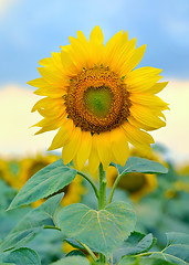 Image showing Single sunflower isolated