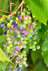 Image showing young unripe grapes