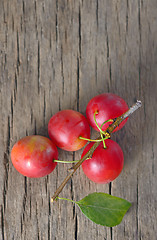 Image showing cherry-plum 