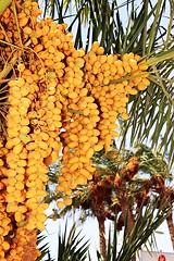 Image showing date palm