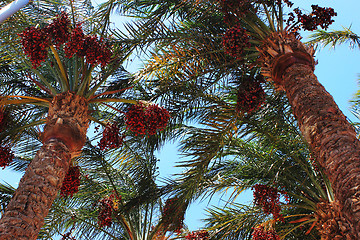 Image showing date palm