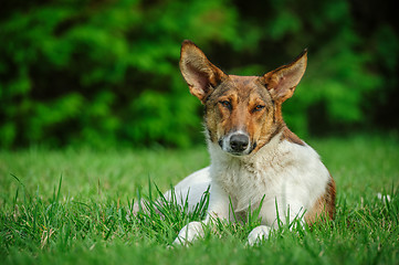 Image showing stray dog 