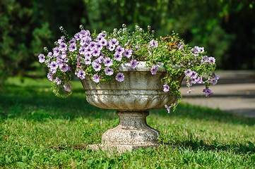 Image showing vase park flowers