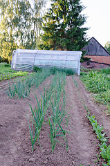 Image showing onion plantation in the vegetable garden  