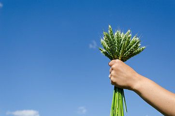 Image showing bouquet rye in hand woman on blue sky background