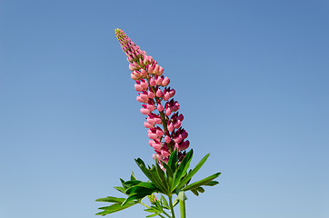 Image showing close up of lupine inflorescence on sky background 