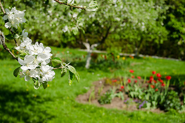 Image showing apple tree branch white flowers leaves on garden  