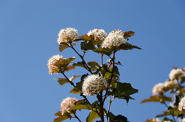 Image showing White blooming viburnum snowball bush blooms 