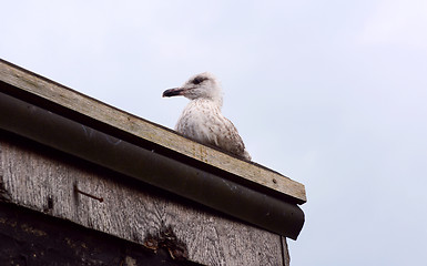 Image showing Fledgling seagull on the roof of a shack