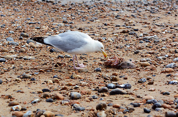 Image showing Seagull with the carcass of a smooth dogfish