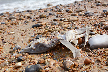 Image showing Remains of a smooth-hound shark
