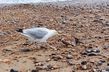 Image showing Seagull pulling flesh from the bones of a smooth dogfish