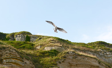 Image showing Young gull in flight 