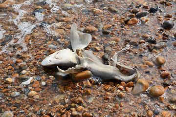 Image showing Dead smooth-hound shark washed ashore