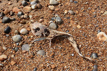Image showing Skeleton of a smooth dogfish on a shingle beach