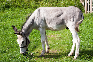 Image showing white donkey