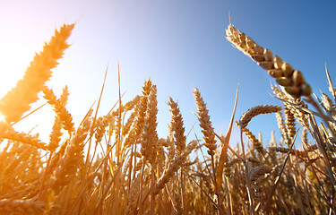 Image showing golden wheat field and sunset