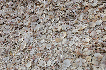 Image showing texture of shells