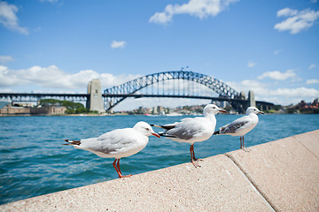 Image showing Seagulls and Sydney Harbour Bridge