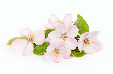 Image showing apple tree blossoms