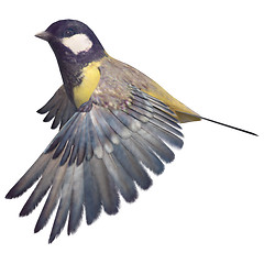 Image showing Great Tit