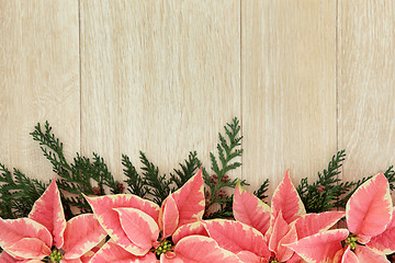 Image showing Pink Poinsettia Flower Border