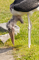 Image showing Marabou stork