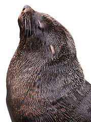 Image showing Brown fur seal