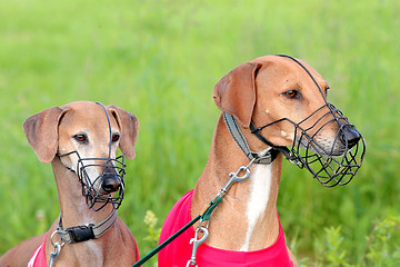 Image showing Portrait of two Sighthound Azawakh on a green background