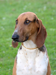 Image showing Portrait of typical Scenthound Poitevin on a spring meadow