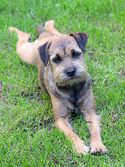 Image showing Puppy Border Terrier on a meadow