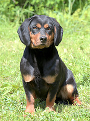 Image showing Portrait of Black Alpine Daschbracke in the garden