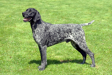 Image showing Portrait of Black Roan dog on a green grass lawn