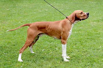 Image showing Brown pointer dog on a green grass lawn