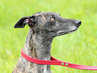 Image showing Detail of grey Wippet dog on a green grass lawn