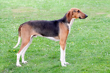 Image showing Typical Scenthound Poitevin dog on a spring meadow