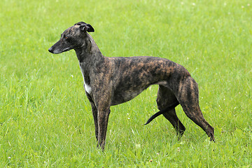 Image showing Portrait  of brown Wippet dog on a green grass lawn