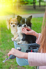 Image showing bicycle walking with dogs