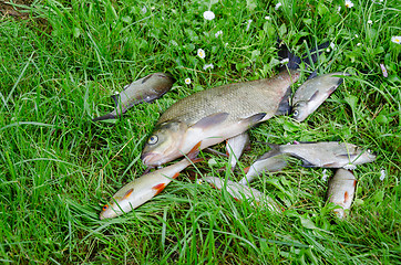 Image showing large bream with small fish in meadow 