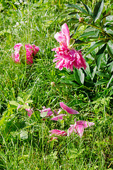 Image showing pink peony bush and petal on green meadow garden  