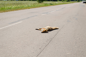 Image showing Car killed dead fox animal body lay on road 