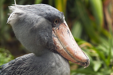 Image showing Shoebill, side face	